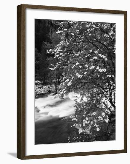 Pacific Dogwood Tree, Merced River, Yosemite National Park, California, USA-Adam Jones-Framed Photographic Print