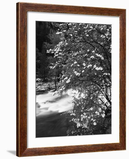 Pacific Dogwood Tree, Merced River, Yosemite National Park, California, USA-Adam Jones-Framed Photographic Print