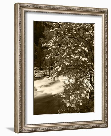 Pacific Dogwood Tree, Merced River, Yosemite National Park, California, USA-Adam Jones-Framed Photographic Print