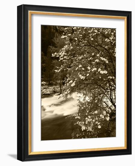 Pacific Dogwood Tree, Merced River, Yosemite National Park, California, USA-Adam Jones-Framed Photographic Print