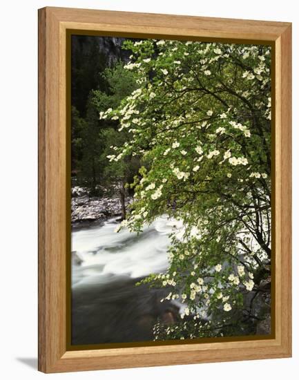 Pacific Dogwood Tree, Merced River, Yosemite National Park, California, USA-Adam Jones-Framed Premier Image Canvas