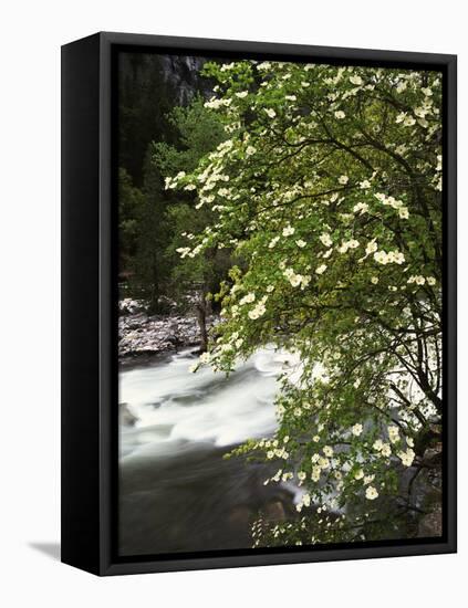 Pacific Dogwood Tree, Merced River, Yosemite National Park, California, USA-Adam Jones-Framed Premier Image Canvas