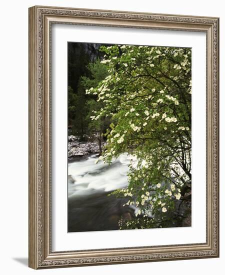 Pacific Dogwood Tree, Merced River, Yosemite National Park, California, USA-Adam Jones-Framed Photographic Print