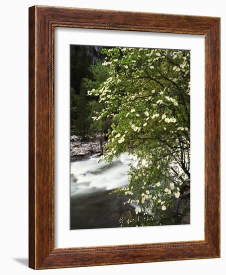 Pacific Dogwood Tree, Merced River, Yosemite National Park, California, USA-Adam Jones-Framed Photographic Print