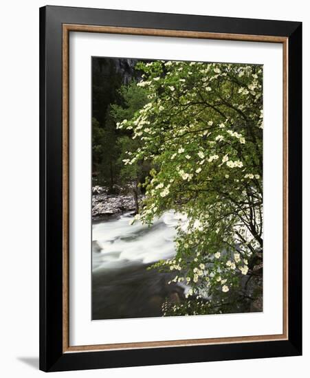 Pacific Dogwood Tree, Merced River, Yosemite National Park, California, USA-Adam Jones-Framed Photographic Print