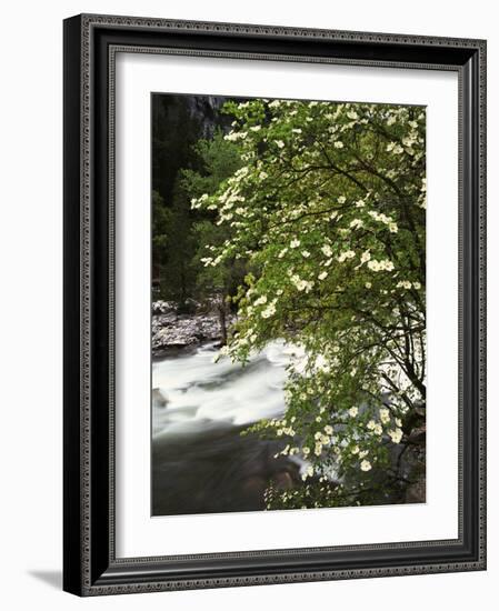 Pacific Dogwood Tree, Merced River, Yosemite National Park, California, USA-Adam Jones-Framed Photographic Print