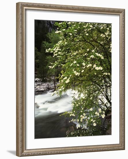 Pacific Dogwood Tree, Merced River, Yosemite National Park, California, USA-Adam Jones-Framed Photographic Print