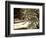 Pacific Dogwood Tree, Merced River, Yosemite National Park, California, USA-Adam Jones-Framed Photographic Print