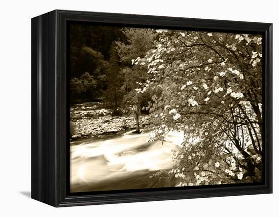 Pacific Dogwood Tree, Merced River, Yosemite National Park, California, USA-Adam Jones-Framed Premier Image Canvas