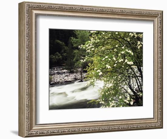 Pacific Dogwood Tree, Merced River, Yosemite National Park, California, USA-Adam Jones-Framed Photographic Print