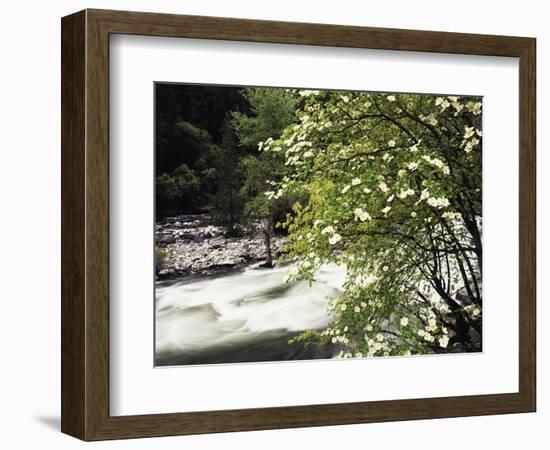 Pacific Dogwood Tree, Merced River, Yosemite National Park, California, USA-Adam Jones-Framed Photographic Print