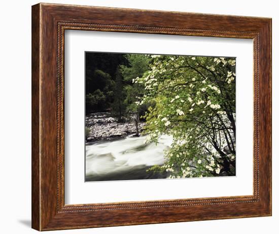 Pacific Dogwood Tree, Merced River, Yosemite National Park, California, USA-Adam Jones-Framed Photographic Print