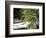 Pacific Dogwood Tree, Merced River, Yosemite National Park, California, USA-Adam Jones-Framed Photographic Print