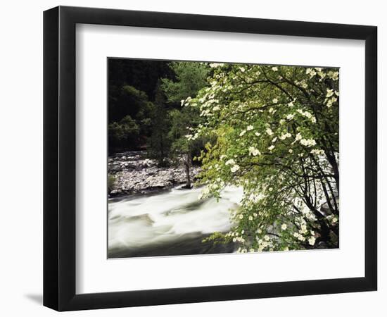 Pacific Dogwood Tree, Merced River, Yosemite National Park, California, USA-Adam Jones-Framed Photographic Print