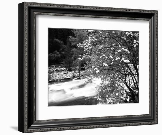 Pacific Dogwood Tree, Merced River, Yosemite National Park, California, USA-Adam Jones-Framed Photographic Print