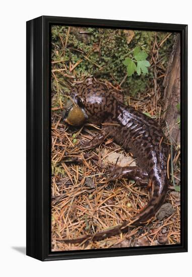 Pacific Giant Salamander-DLILLC-Framed Premier Image Canvas