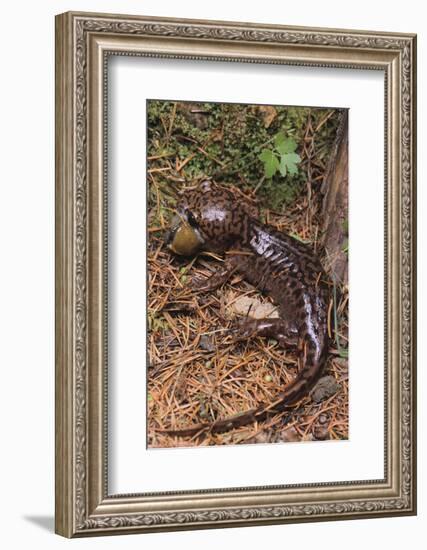 Pacific Giant Salamander-DLILLC-Framed Photographic Print