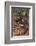 Pacific Giant Salamander-DLILLC-Framed Photographic Print