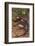 Pacific Giant Salamander-DLILLC-Framed Photographic Print