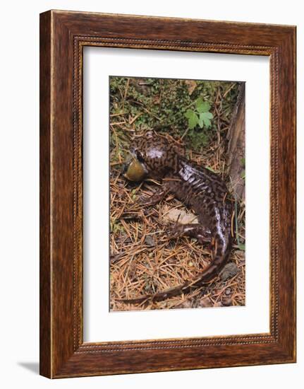 Pacific Giant Salamander-DLILLC-Framed Photographic Print