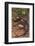 Pacific Giant Salamander-DLILLC-Framed Photographic Print