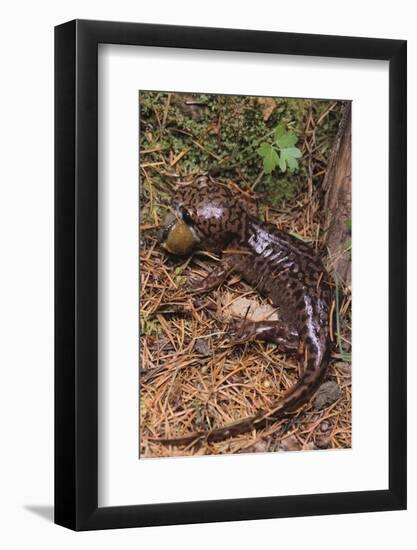 Pacific Giant Salamander-DLILLC-Framed Photographic Print