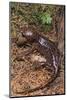 Pacific Giant Salamander-DLILLC-Mounted Photographic Print