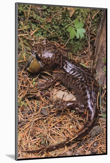 Pacific Giant Salamander-DLILLC-Mounted Photographic Print
