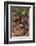 Pacific Giant Salamander-DLILLC-Framed Photographic Print