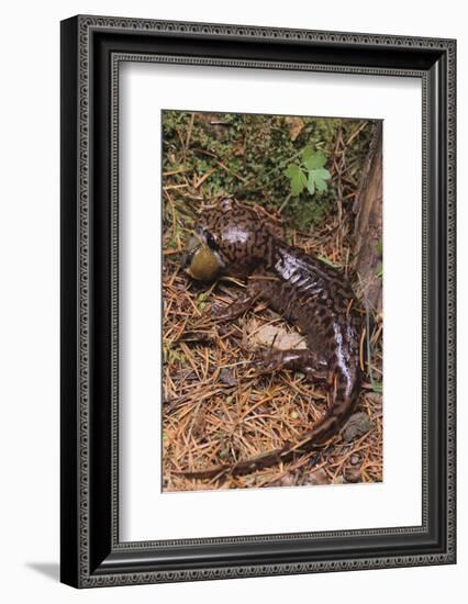 Pacific Giant Salamander-DLILLC-Framed Photographic Print