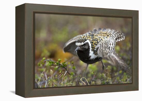 Pacific Golden-Plover (Pluvialis Fulva) Male Performing Distraction Display-Gerrit Vyn-Framed Premier Image Canvas