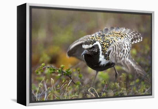 Pacific Golden-Plover (Pluvialis Fulva) Male Performing Distraction Display-Gerrit Vyn-Framed Premier Image Canvas