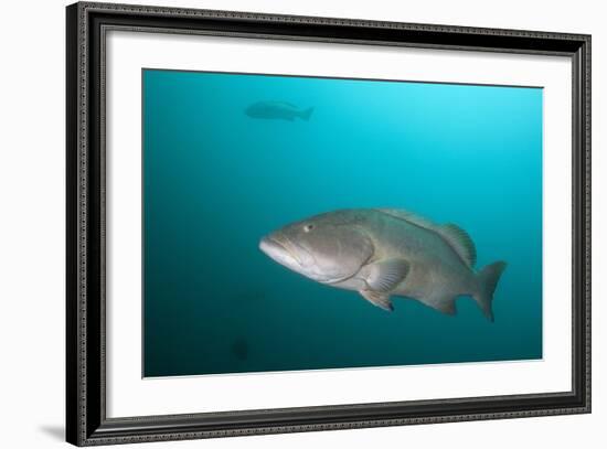 Pacific Goliath Grouper (Epinephelus Quinquefasciatus)-Reinhard Dirscherl-Framed Photographic Print