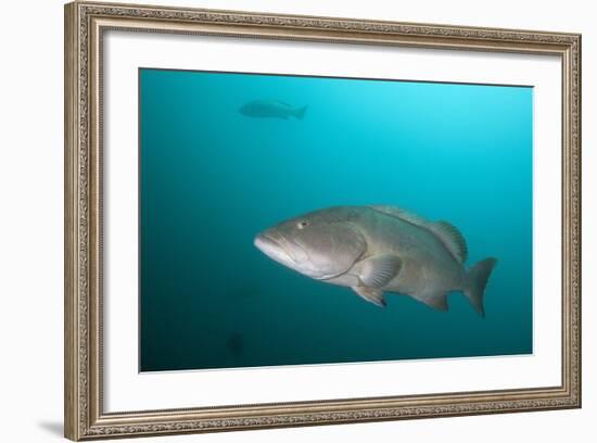 Pacific Goliath Grouper (Epinephelus Quinquefasciatus)-Reinhard Dirscherl-Framed Photographic Print