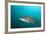 Pacific Goliath Grouper (Epinephelus Quinquefasciatus)-Reinhard Dirscherl-Framed Photographic Print