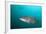 Pacific Goliath Grouper (Epinephelus Quinquefasciatus)-Reinhard Dirscherl-Framed Photographic Print