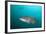 Pacific Goliath Grouper (Epinephelus Quinquefasciatus)-Reinhard Dirscherl-Framed Photographic Print