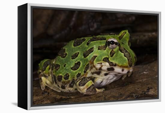 Pacific Horned Frog, South America Range, Ecuador-Pete Oxford-Framed Premier Image Canvas