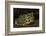 Pacific Horned Frog, South America Range, Ecuador-Pete Oxford-Framed Photographic Print