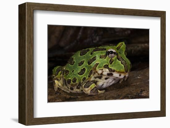 Pacific Horned Frog, South America Range, Ecuador-Pete Oxford-Framed Photographic Print