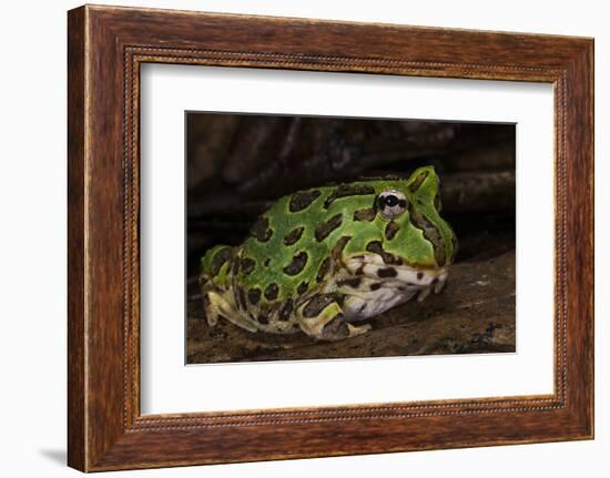 Pacific Horned Frog, South America Range, Ecuador-Pete Oxford-Framed Photographic Print