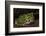 Pacific Horned Frog, South America Range, Ecuador-Pete Oxford-Framed Photographic Print