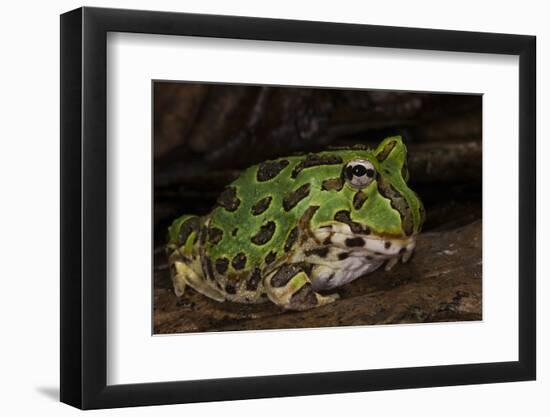 Pacific Horned Frog, South America Range, Ecuador-Pete Oxford-Framed Photographic Print