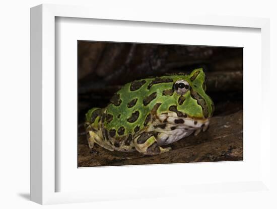 Pacific Horned Frog, South America Range, Ecuador-Pete Oxford-Framed Photographic Print