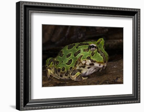 Pacific Horned Frog, South America Range, Ecuador-Pete Oxford-Framed Photographic Print