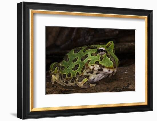 Pacific Horned Frog, South America Range, Ecuador-Pete Oxford-Framed Photographic Print