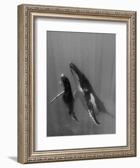 Pacific Islands, Tonga. Mother and Calf, Humpback Whales-Judith Zimmerman-Framed Photographic Print