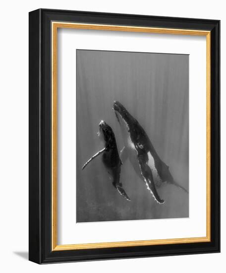 Pacific Islands, Tonga. Mother and Calf, Humpback Whales-Judith Zimmerman-Framed Photographic Print