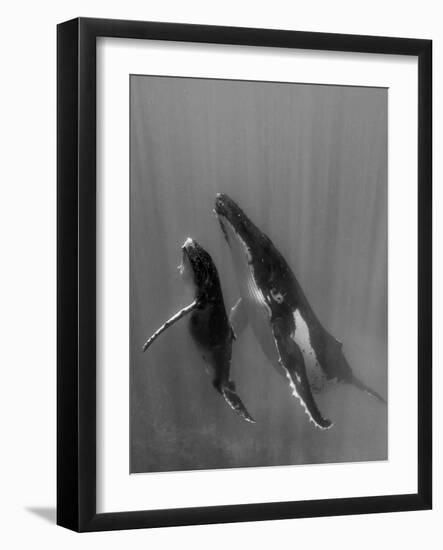 Pacific Islands, Tonga. Mother and Calf, Humpback Whales-Judith Zimmerman-Framed Photographic Print