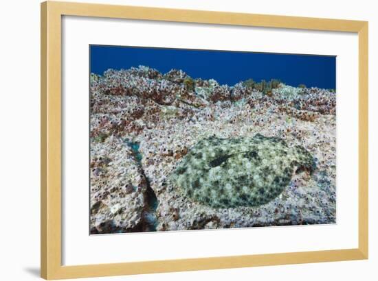 Pacific Leopard Flounder Camouflaged (Bothus Leopardinus)-Reinhard Dirscherl-Framed Photographic Print